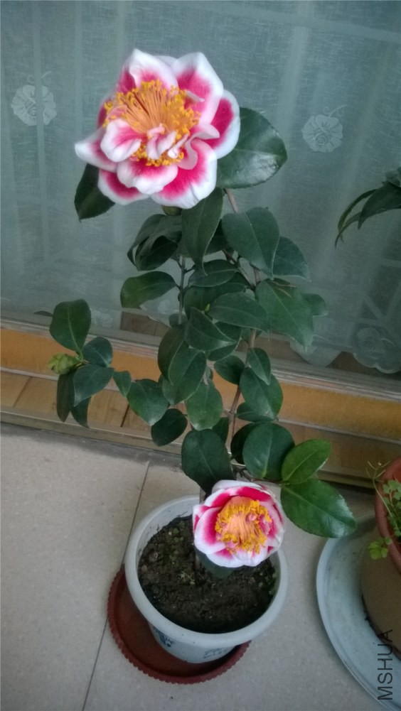 WP_20141120_06_49_37_Pro.jpg