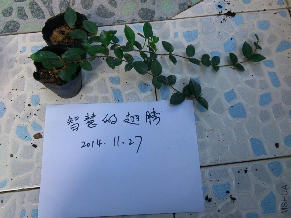 �糵����.jpg