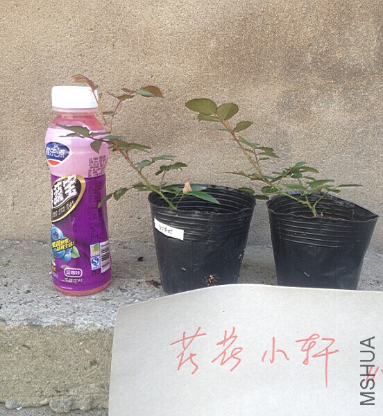 �����Ҷżѵ�2.jpg