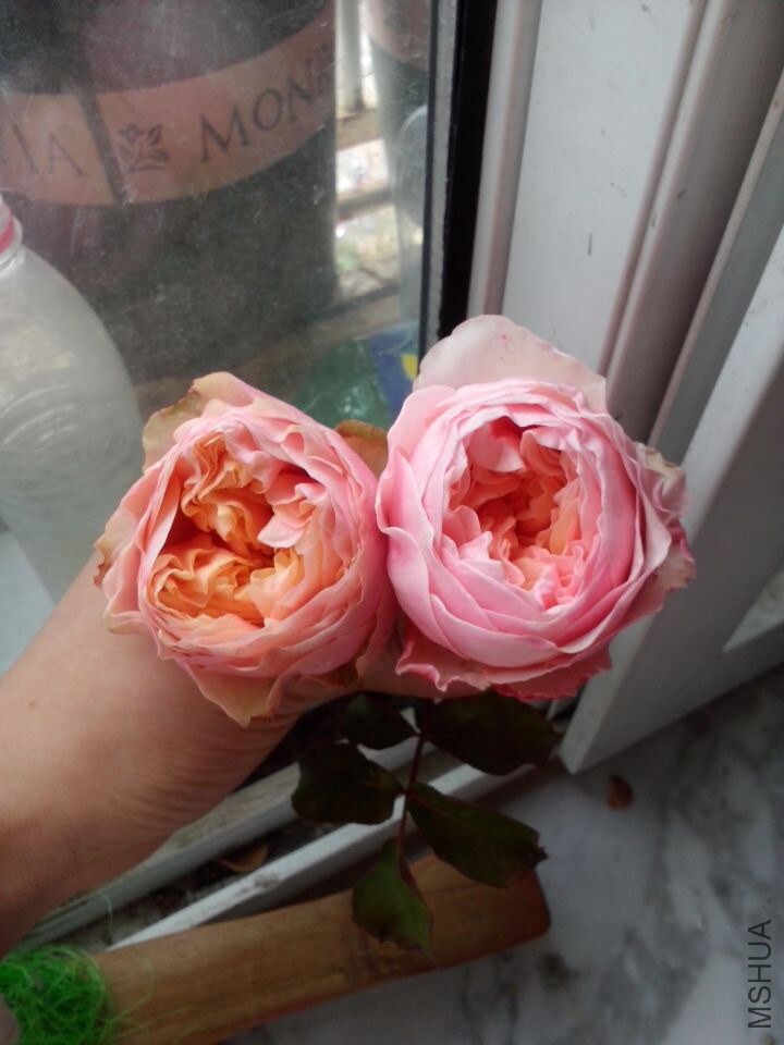 ɺ�� ����.jpg