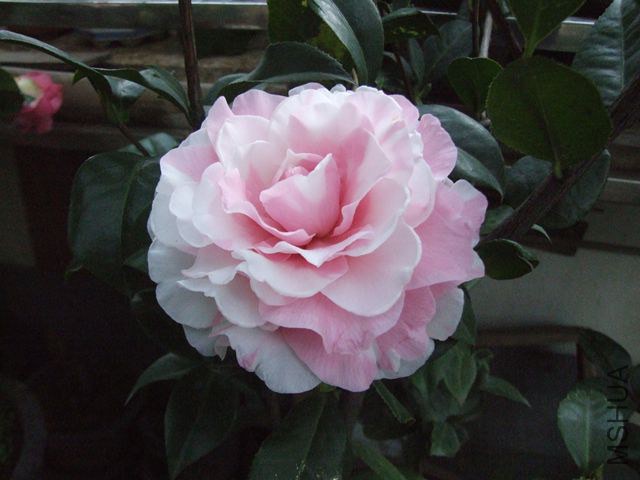 DSCF7688_����.jpg