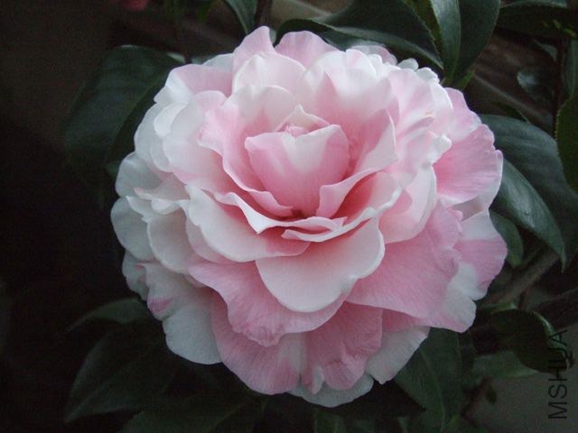 DSCF7691_����.jpg