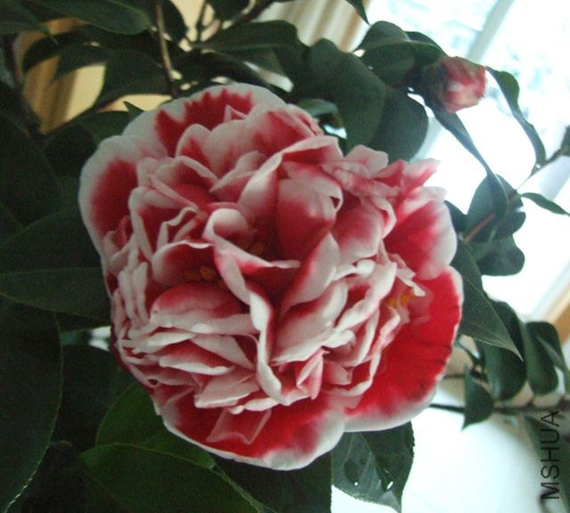DSCF7633_����.jpg
