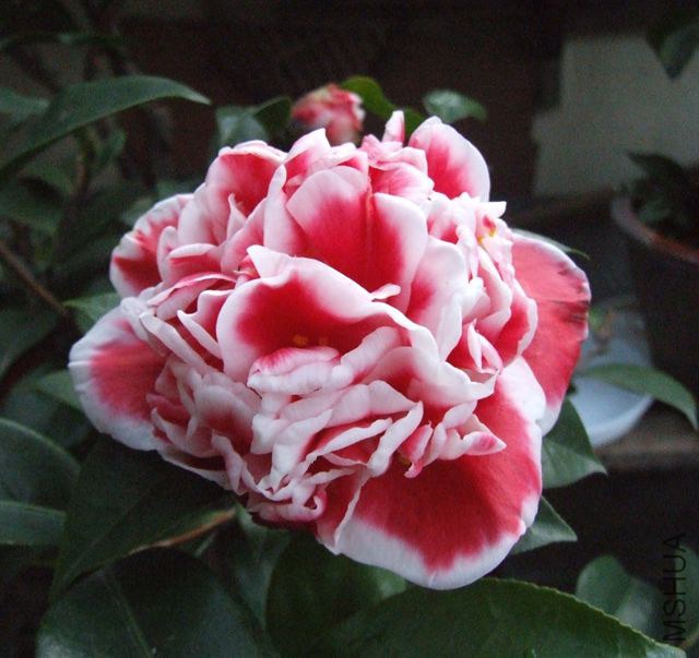 DSCF7708_����.jpg