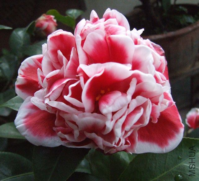 DSCF7710_����.jpg