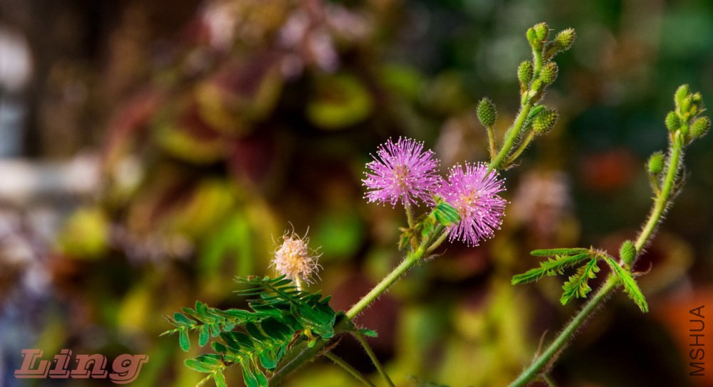 DSC_0740a.jpg