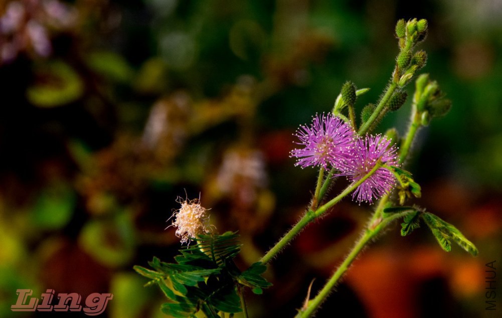 DSC_0741a.jpg
