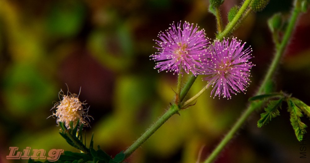 DSC_0742a.jpg