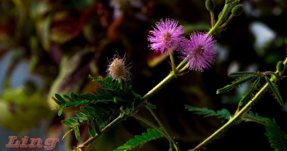 DSC_0746a.jpg
