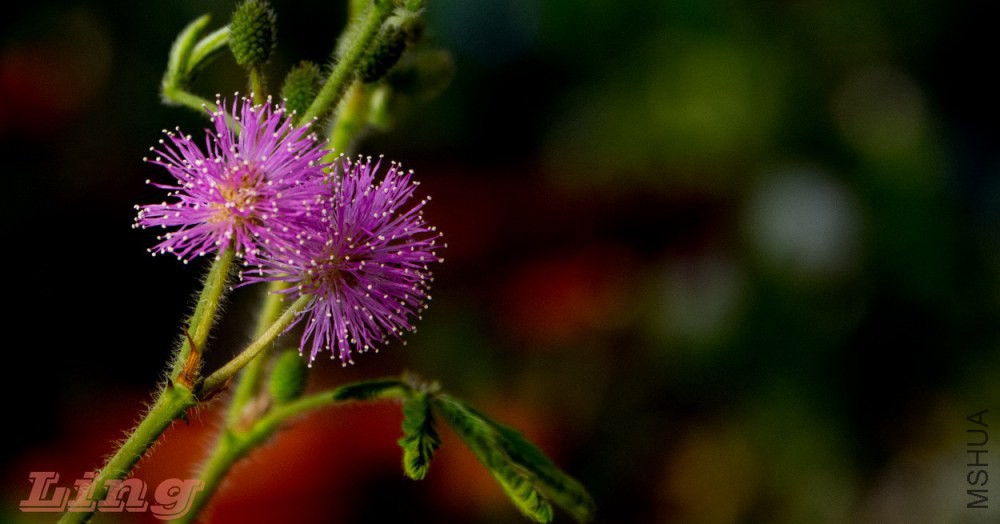 DSC_0748a.jpg