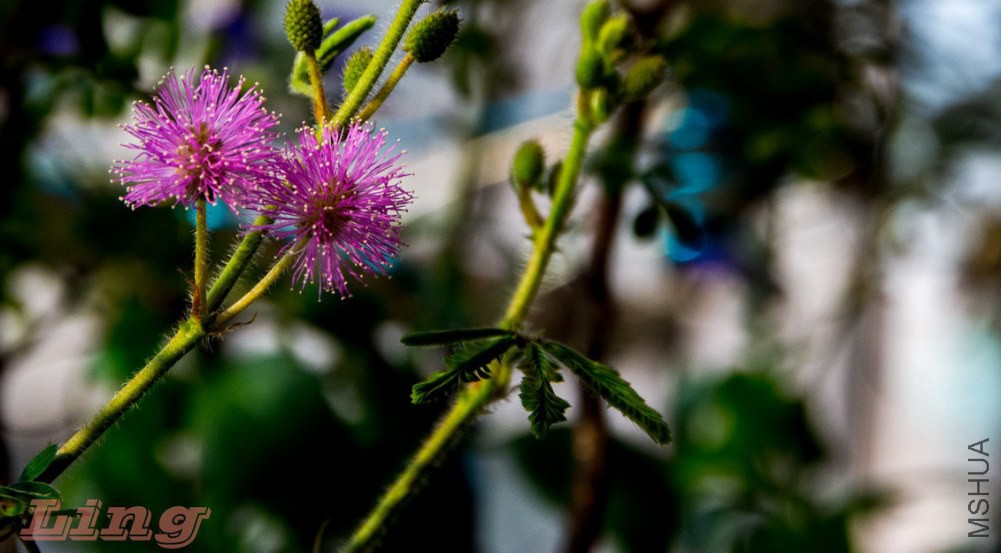DSC_0749a.jpg