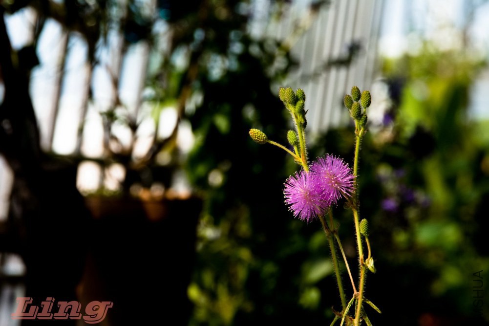 DSC_0751a.jpg