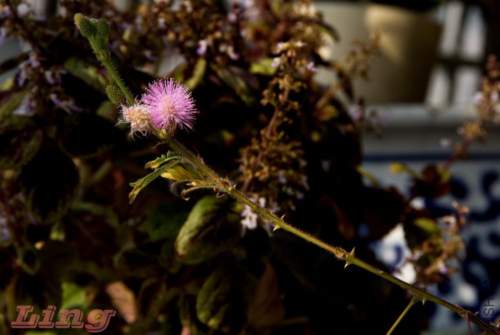 DSC_0752a.jpg
