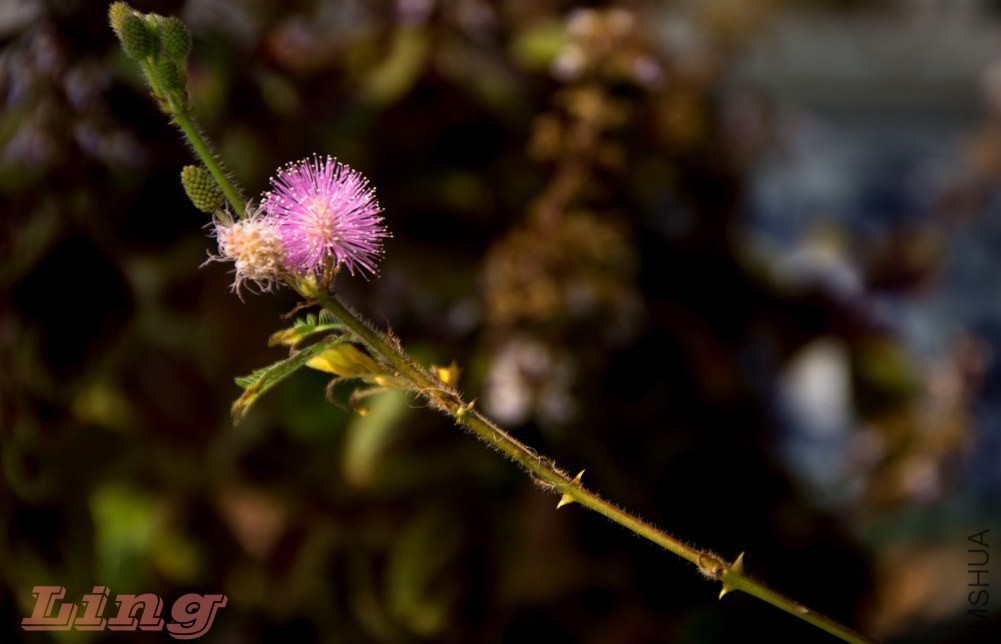 DSC_0753a.jpg