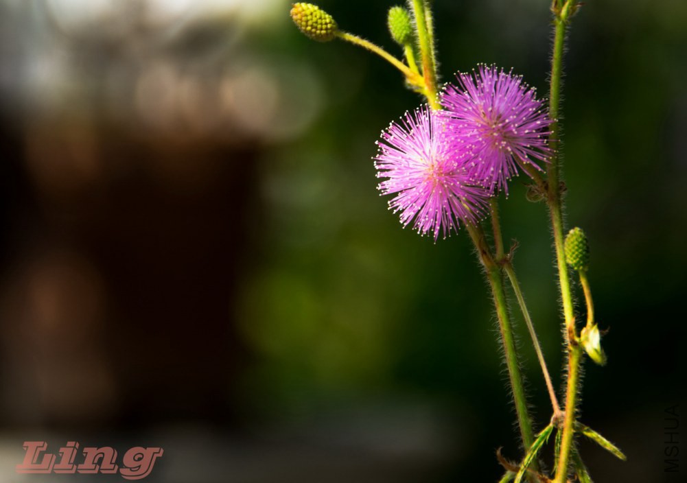 DSC_0754a.jpg