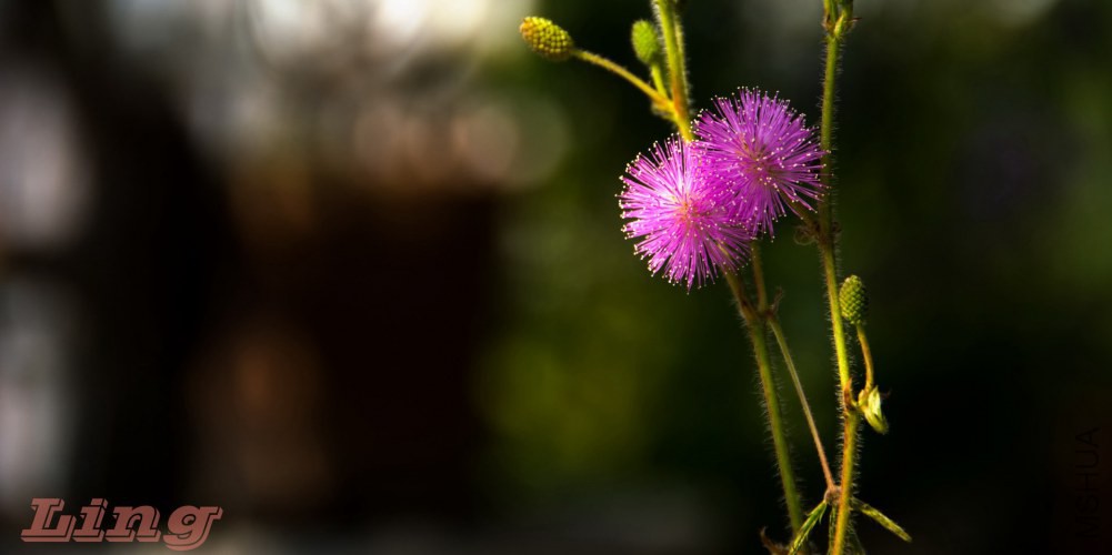 DSC_0755a.jpg