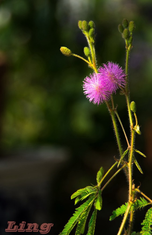 DSC_0756a.jpg