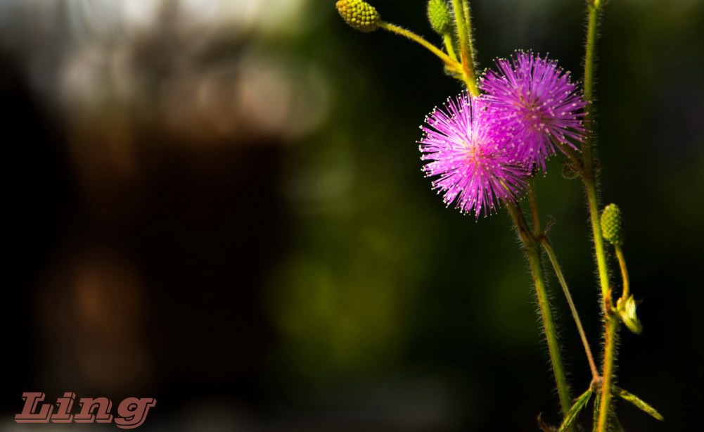 DSC_0757a.jpg
