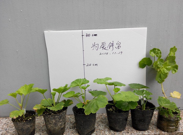 ����ΪĪ���ˣ�������UU�룬���������ɺ�����������Ů��