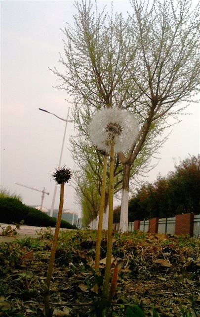 psb (3).jpg