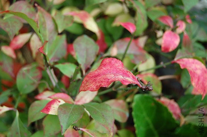 DSC_02390239.JPG