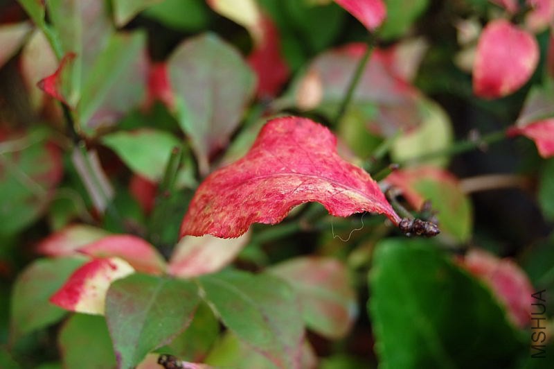 DSC_02410241.JPG