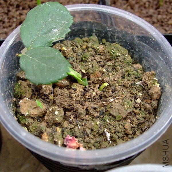 DSCF46571.jpg