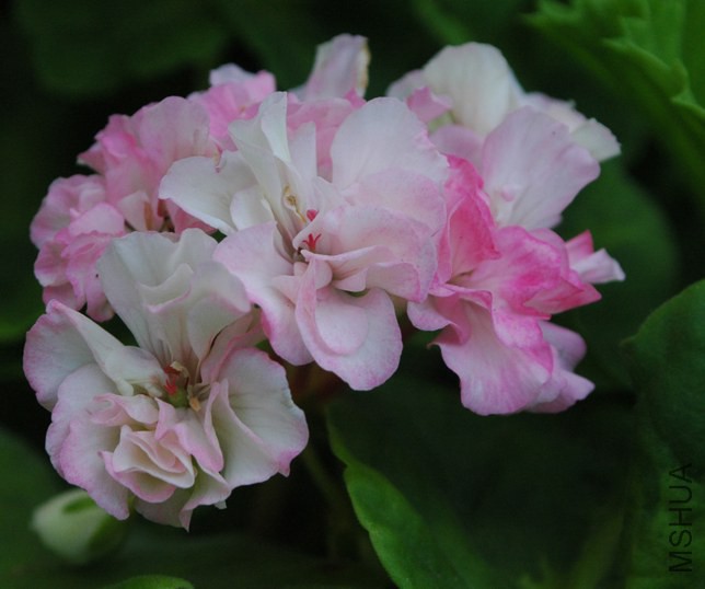 DSC_3120.JPG