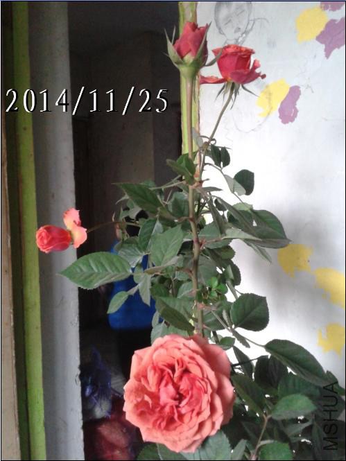006.JPG