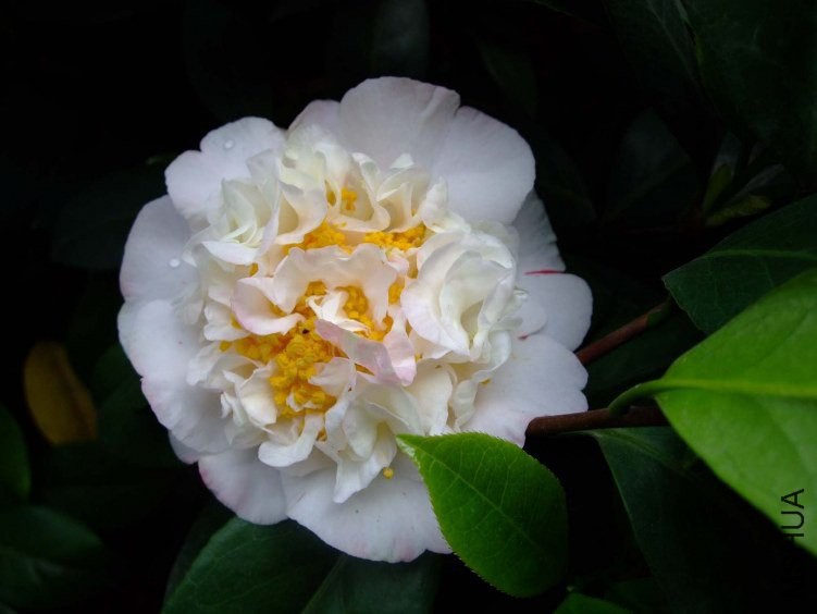 ���ж� 2012-4-19f 019.jpg