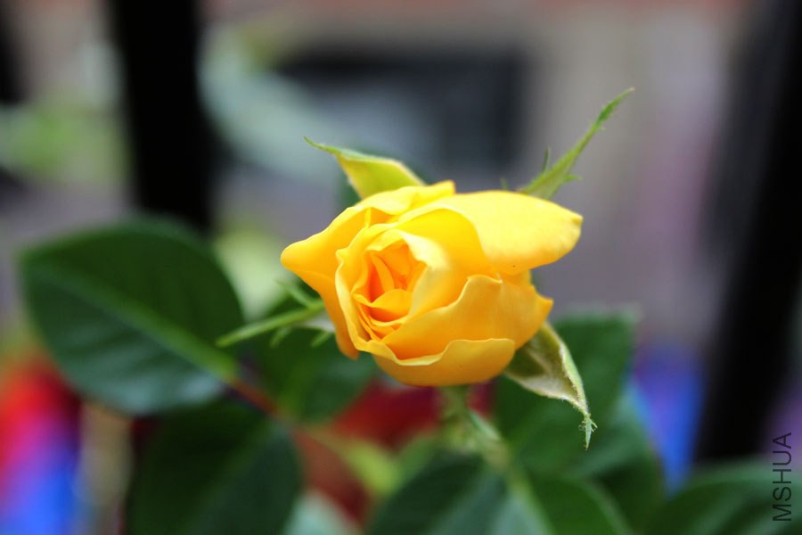 IMG_7714.jpg