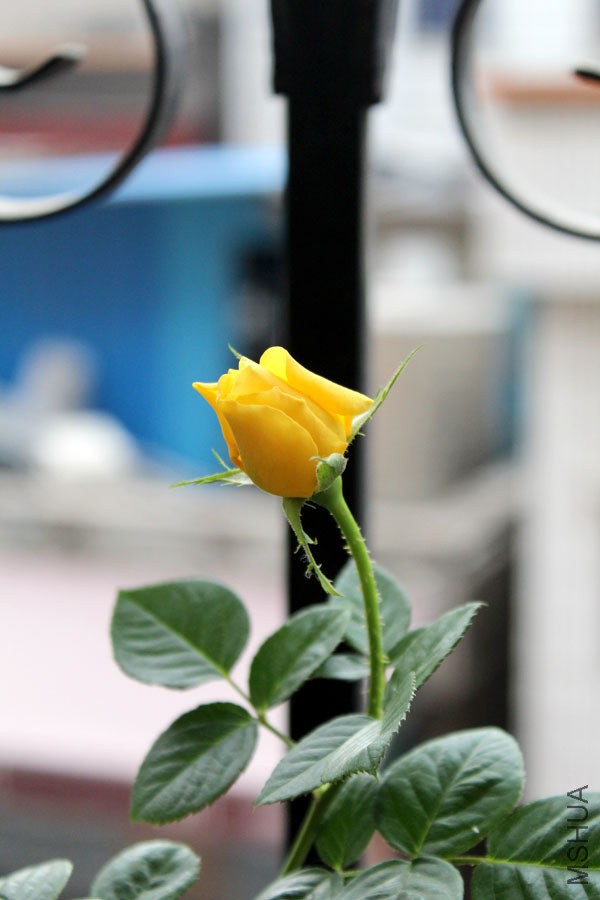 IMG_7612.jpg