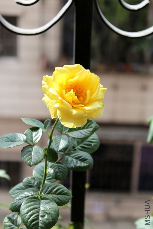 IMG_7795.jpg