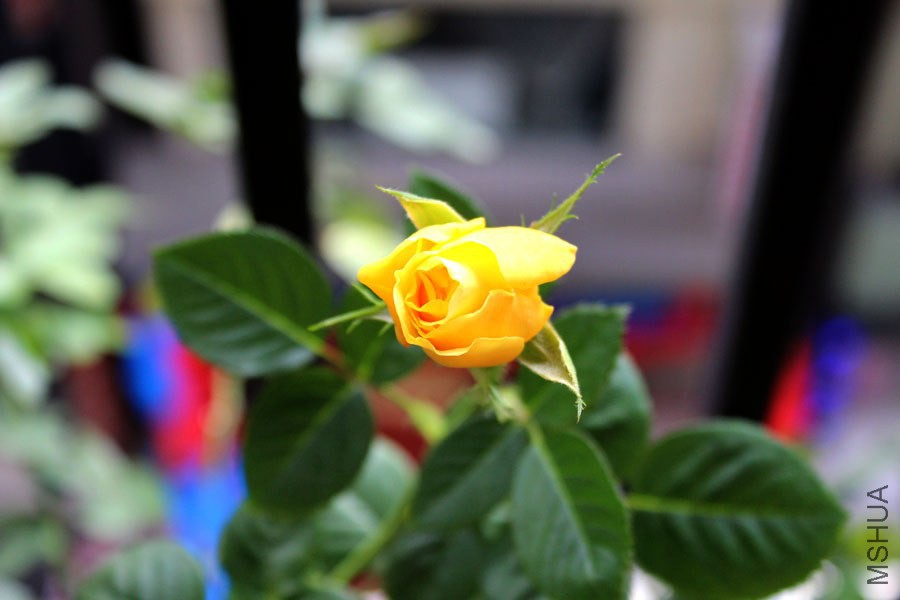 IMG_7750.jpg