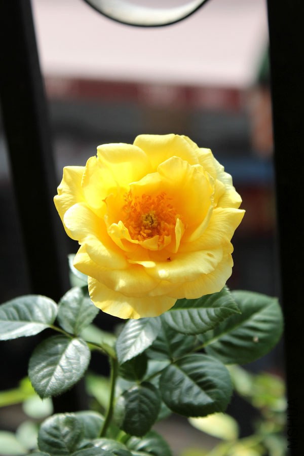 IMG_7798.jpg