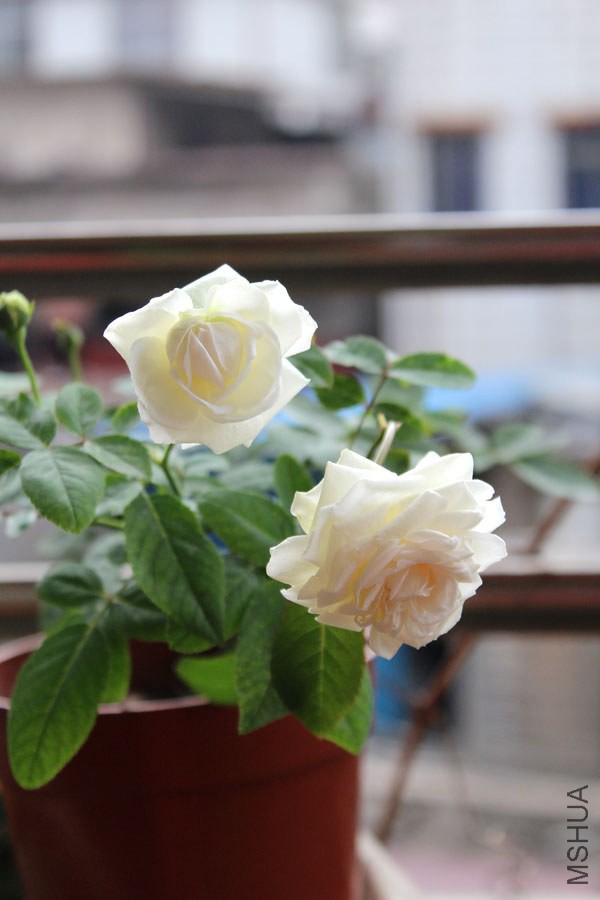 IMG_7586.jpg
