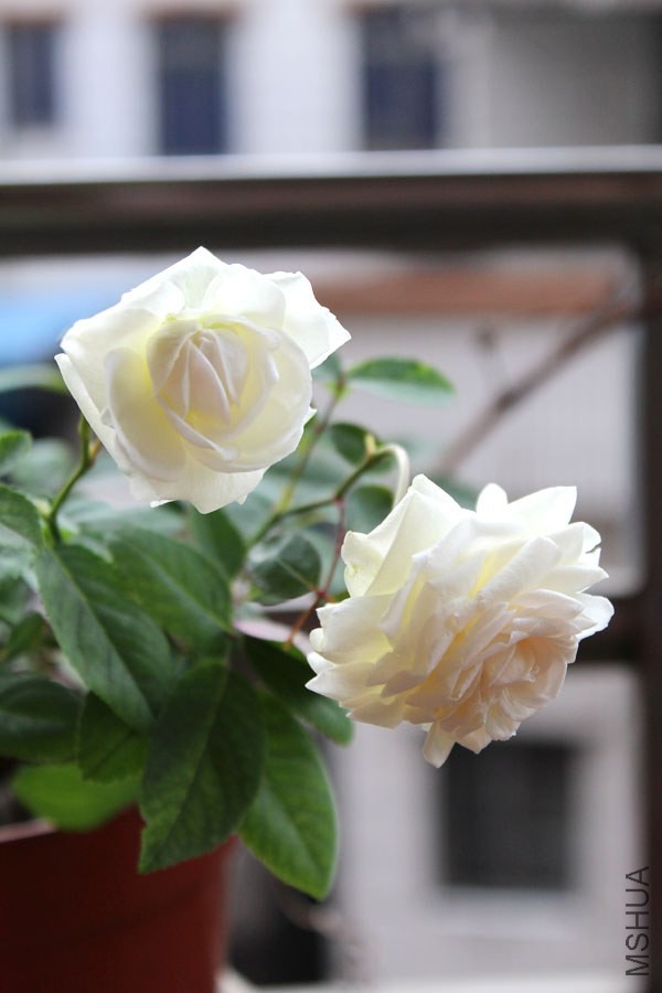 IMG_7596.jpg