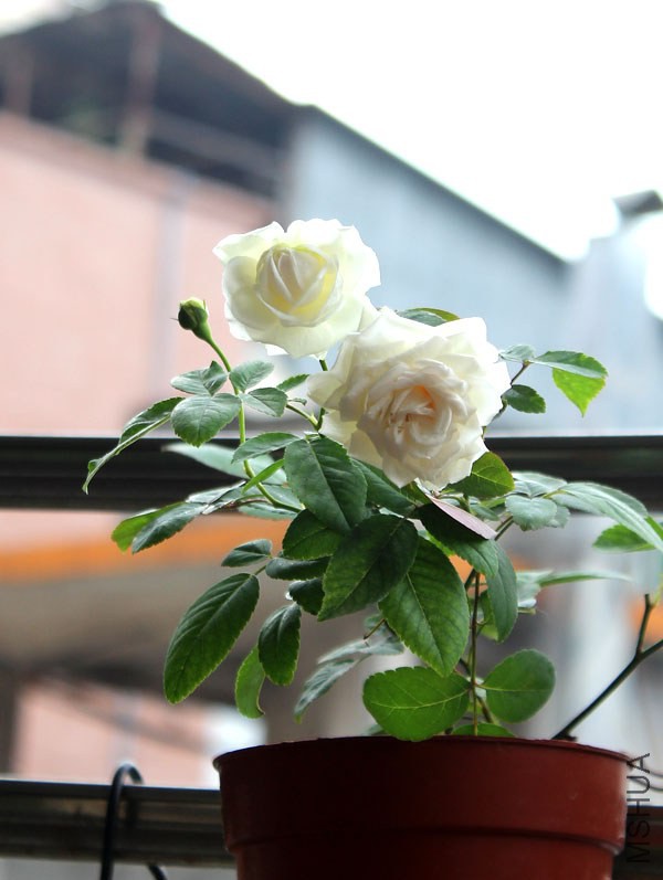 IMG_7674.jpg