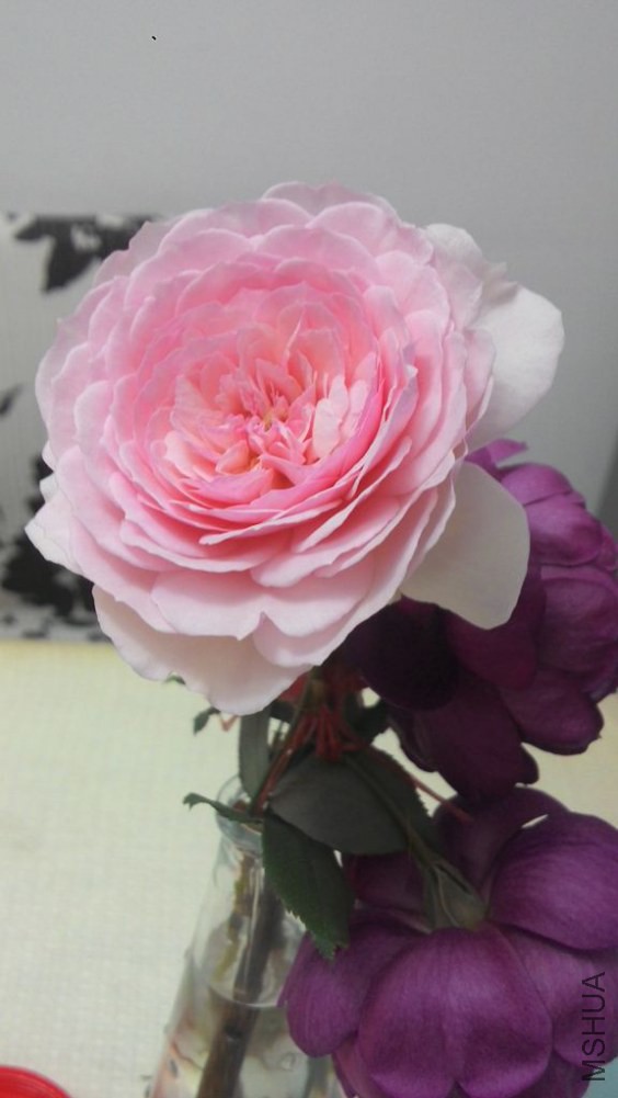 20141130081109.jpg