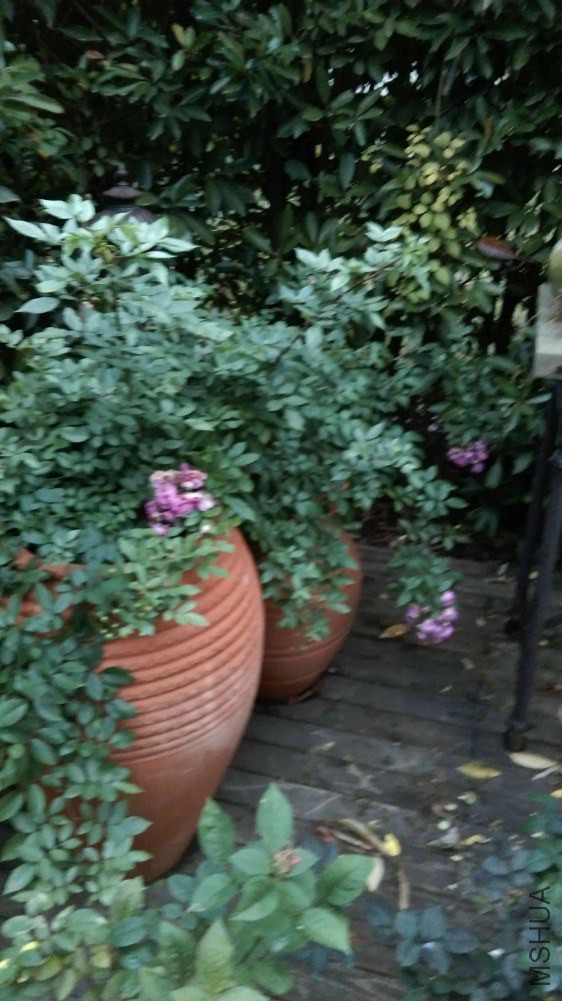 IMAG0339.jpg