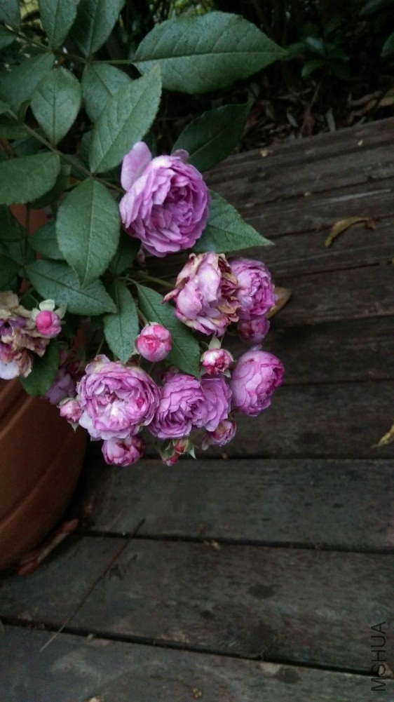 IMAG0340.jpg