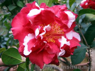 ������ ��kart)(2).jpg