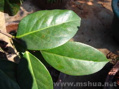 ������ .jpg