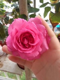 psb (2).jpg