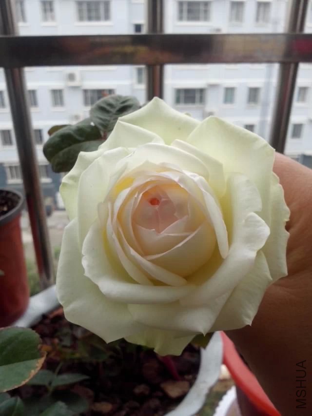 psb (11).jpg