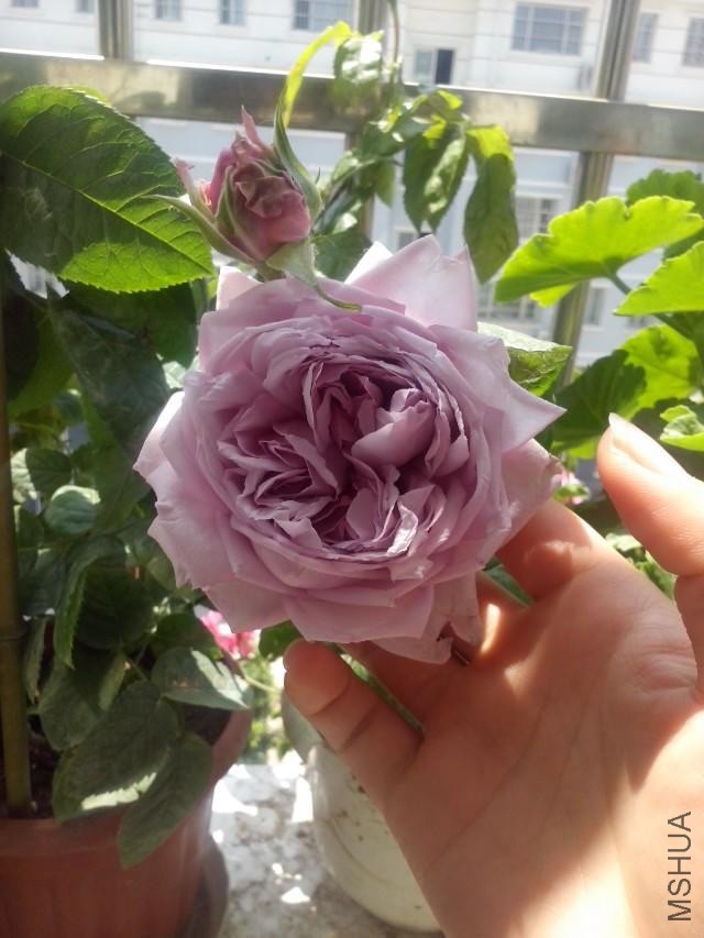 psb (9).jpg