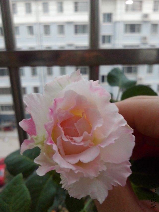 psb (1).jpg