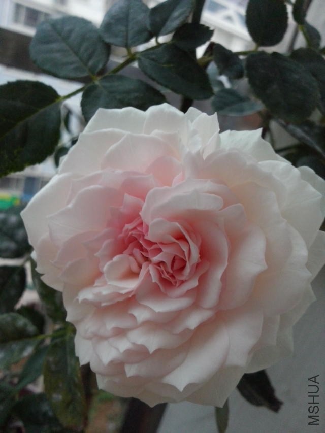 psb (2).jpg