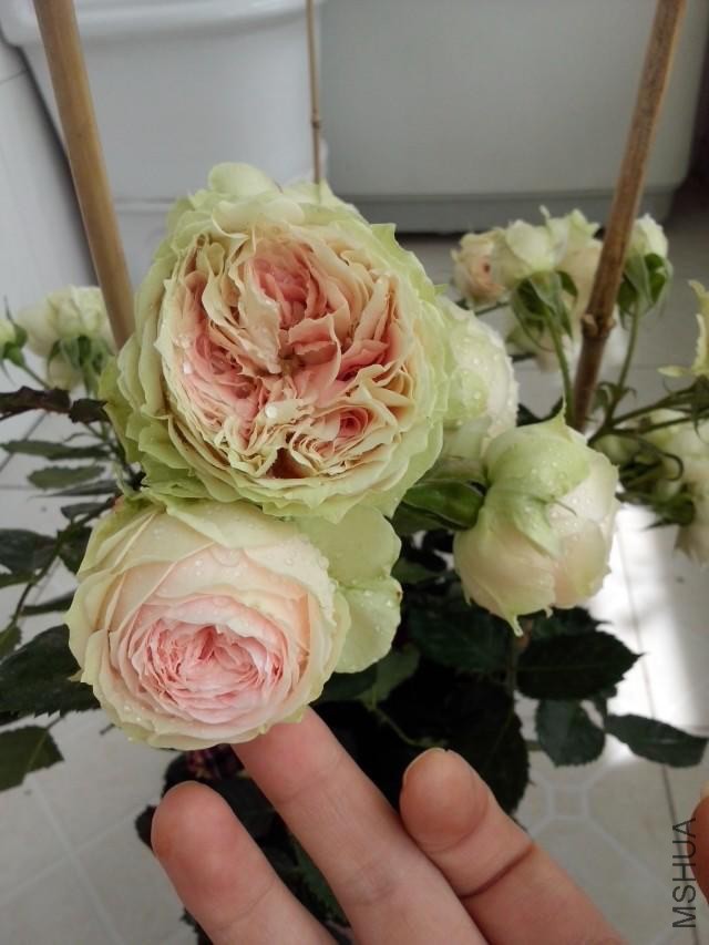 psb (3).jpg