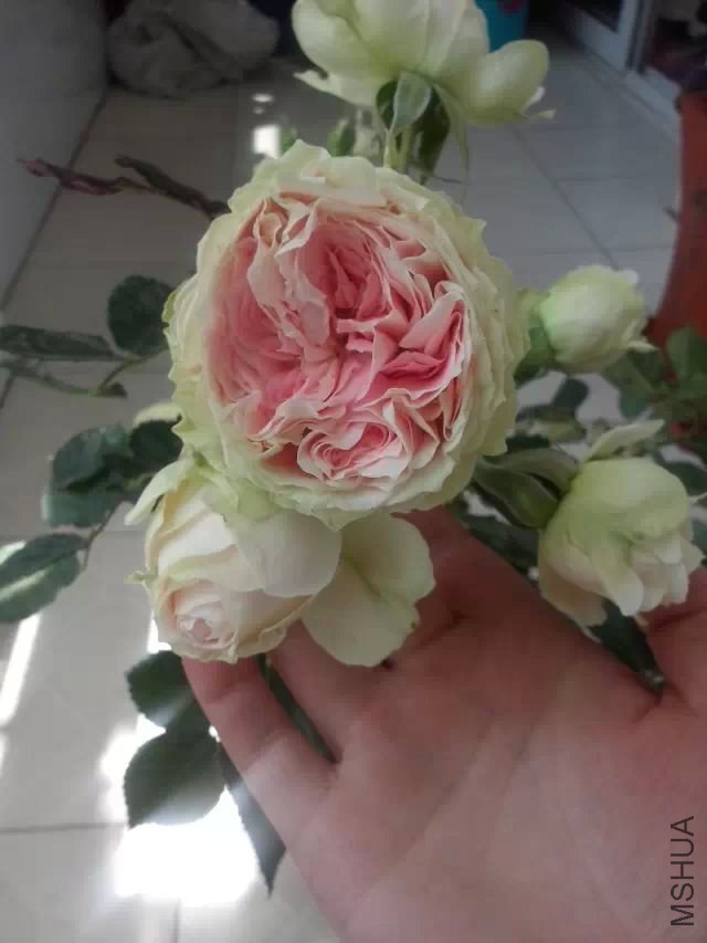 psb (.jpg